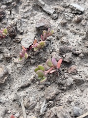 Caryophyllales