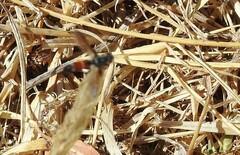 Cylindromyia intermedia