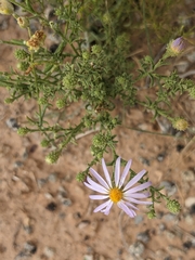 Dieteria canescens