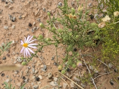 Dieteria canescens