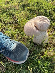 Calvatia cyathiformis