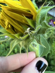 Misumena vatia