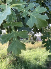 Quercus macrocarpa