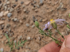 Dieteria canescens