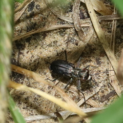 Cicindela punctulata