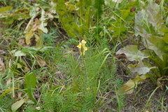 Linaria