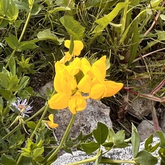 Lotus corniculatus