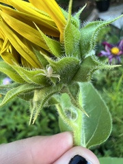 Misumena vatia