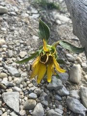 Helianthus annuus