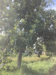 Quercus macrocarpa