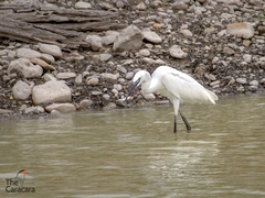 Egretta rufescens