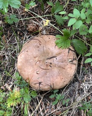 Lactarius affinis viridilactis
