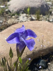 Gentianopsis virgata