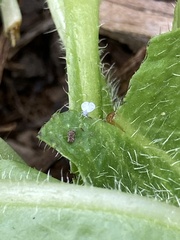 Siphoninus phillyreae