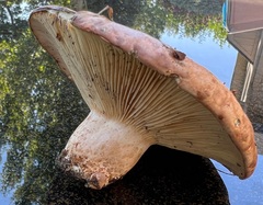Lactarius affinis viridilactis