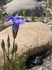 Gentianopsis virgata
