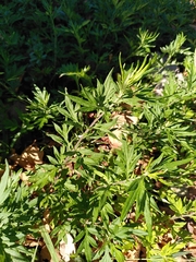 Artemisia verlotiorum