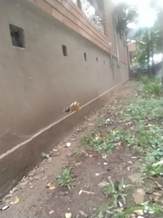 Gasteracantha cancriformis