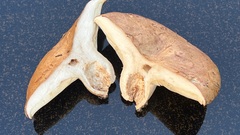 Lactarius affinis viridilactis
