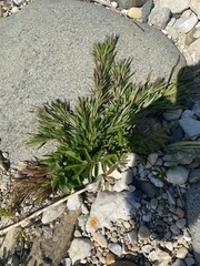 Dichanthelium acuminatum