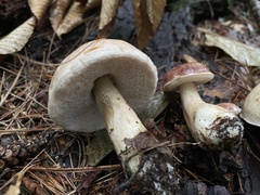 Tylopilus