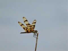 Celithemis eponina