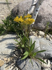 Solidago ohioensis