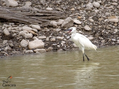 Egretta rufescens