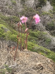 Amaryllis belladonna