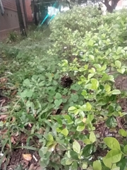 Gasteracantha cancriformis