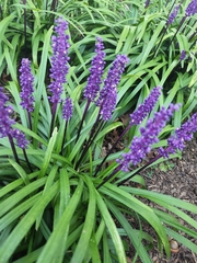 Liriope muscari