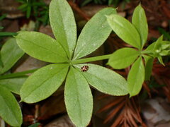 Galium triflorum