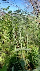 Pycnanthemum californicum