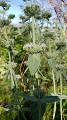 Pycnanthemum californicum