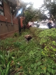 Gasteracantha cancriformis