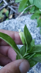 Epilobium luteum