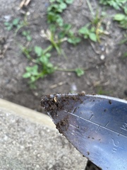 Insecta