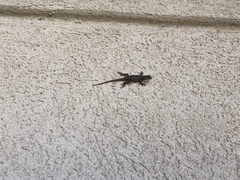 Sceloporus consobrinus