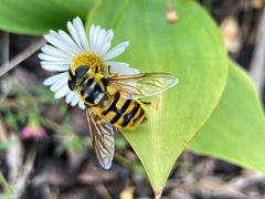 Myathropa florea