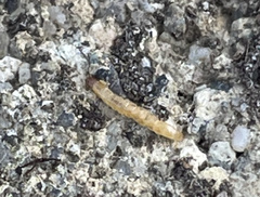 Insecta