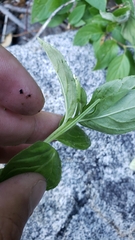 Epilobium luteum