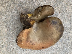 Boletinellus merulioides