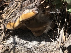 Inonotus hispidus