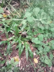 Gasteracantha cancriformis