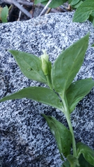 Epilobium luteum