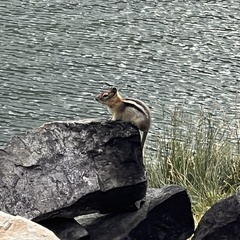 Callospermophilus lateralis