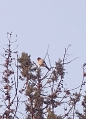 Spiziapteryx circumcincta