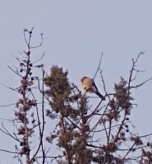 Spiziapteryx circumcincta