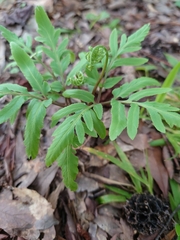 Sceptridium biternatum