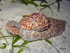 Harpa articularis